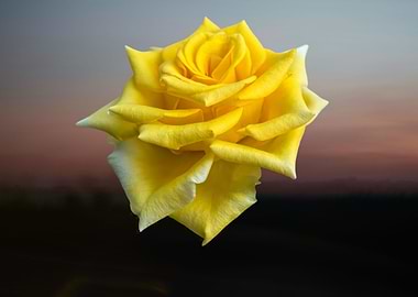 isolated yellow rose