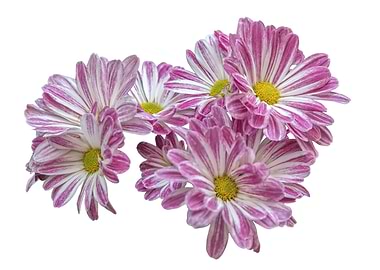 isolated daisy on white