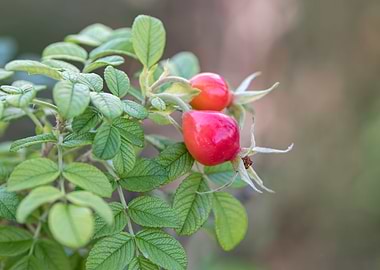 rose hips in the garden