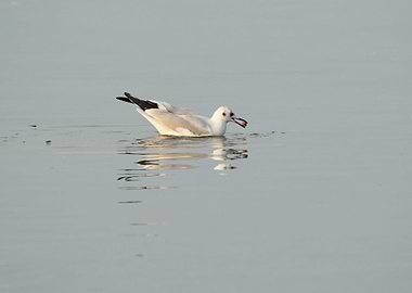 seagull eating on lake