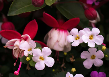 Pink Flowers