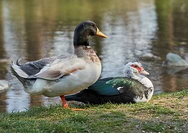 moorhen duck on lake