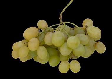 isolated Bunch of grapes