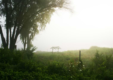 Foggy marsh