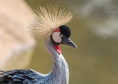 beautiful crowned crane