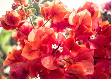 Red Flowers