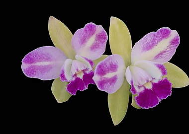 isolated orchid on black