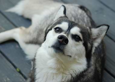 Husky Love