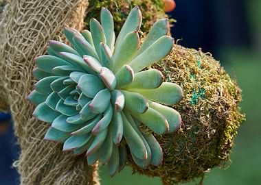 decorative succulent plant