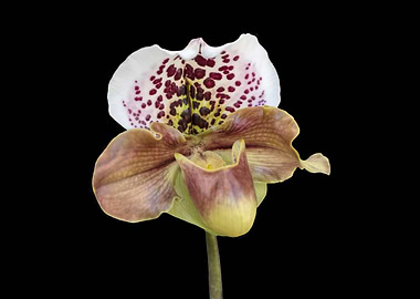 isolated orchid on black