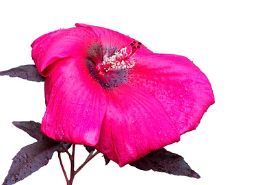 isolated hibiscus in bloom