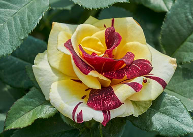 bicolored roses in bloom