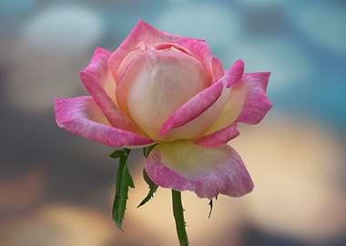isolated pink rose