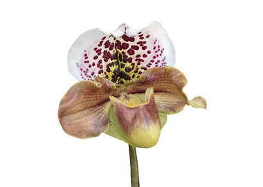 isolated orchid on white