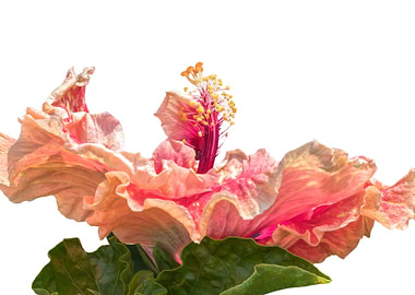 isolated hibiscus in bloom