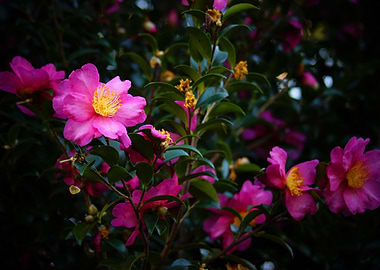 Bright Pink Camelia Flower