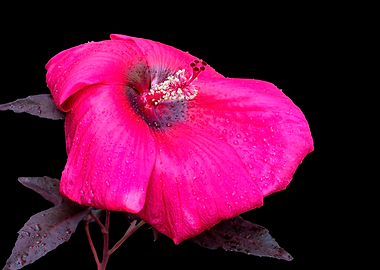 isolated hibiscus in bloom