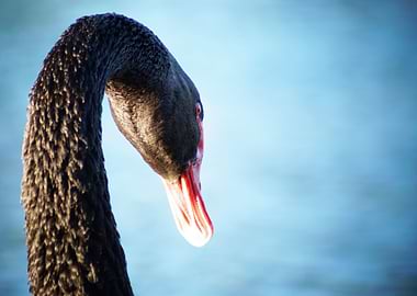 Black Swan at Sun Rise