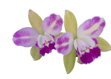 isolated orchid on white