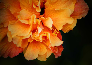 Peach Hibiscus Flower