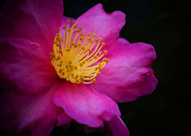 Bright Pink Camelia Flower
