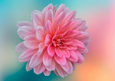 isolated pink dahlia
