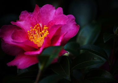 Bright Pink Camelia Flower