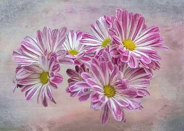 isolated daisy on texture