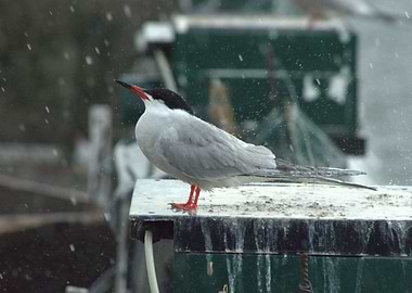Common tern enjoying rain