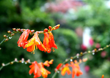 Orange Flower