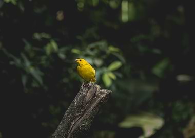 little yellow bird
