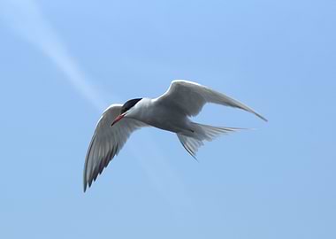 Common tern