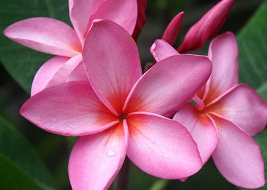 Pink Hawaiian Plumerias