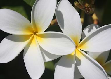 Yellow Hawaii Plumerias