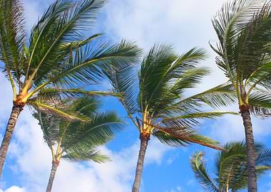 Hawaii Island Palm Tree