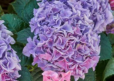 pink hydrangea in bloom