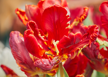 parrot tulip in the garden