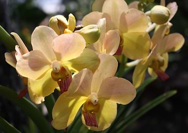 Yellow Tropical Orchids