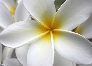 Yellow Hawaii Plumeria
