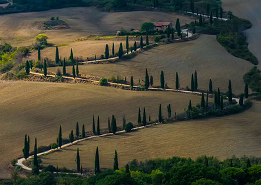 Golden Cypress Alley