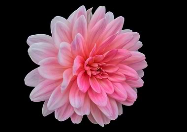 isolated pink dahlia