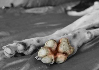 hound paws