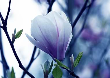 Blue Magnolia
