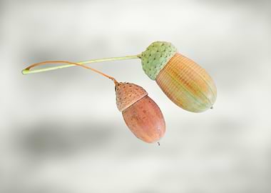 acorns on black background