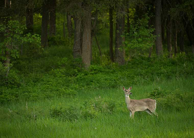 Deer at Forest Edge
