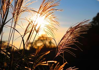 Sunset on grains