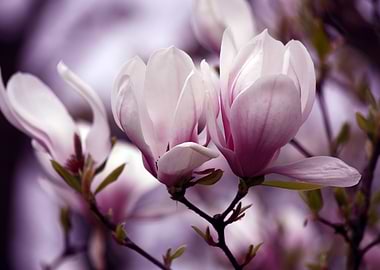 Pink Magnolia