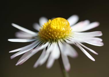 Daisy