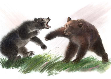 bears fight