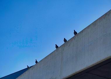 Birds At The Roof
